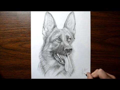 How to Draw a Dog - German Shepherd