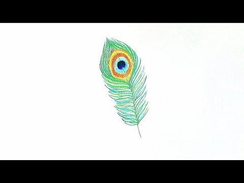How to draw a Peacock Feather