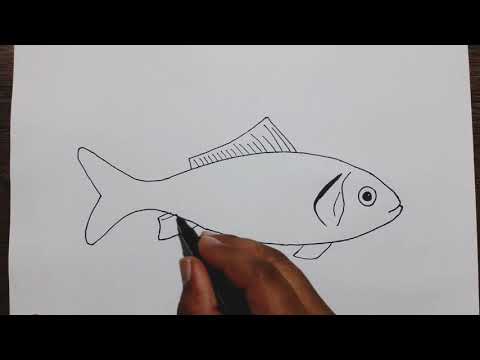 How to draw a Fish step by step