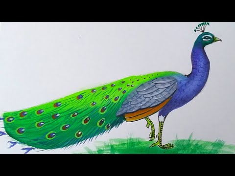 How to draw a Peacock with poster colour step by step for beginners