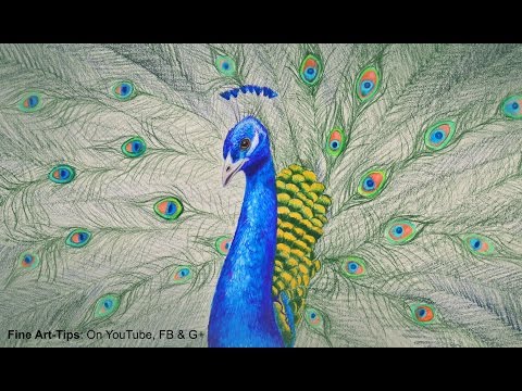 How to Draw a Peacock With Color Pencils - Drawing Feathers and Birds