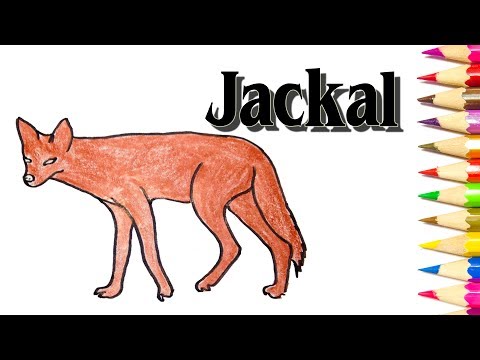 How to Draw a Jackal - SLD