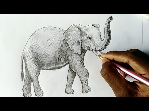 How to draw a realistic elephant by colour pencil step by step | elephant drawing | Pencils art