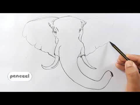 How to Draw an Elephant Head Step By Step