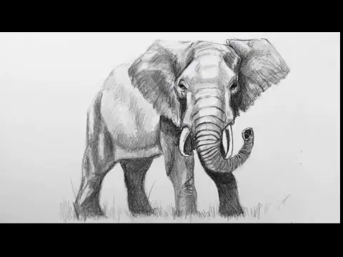 Learn to Draw an Elephant with Pencil Step by Step