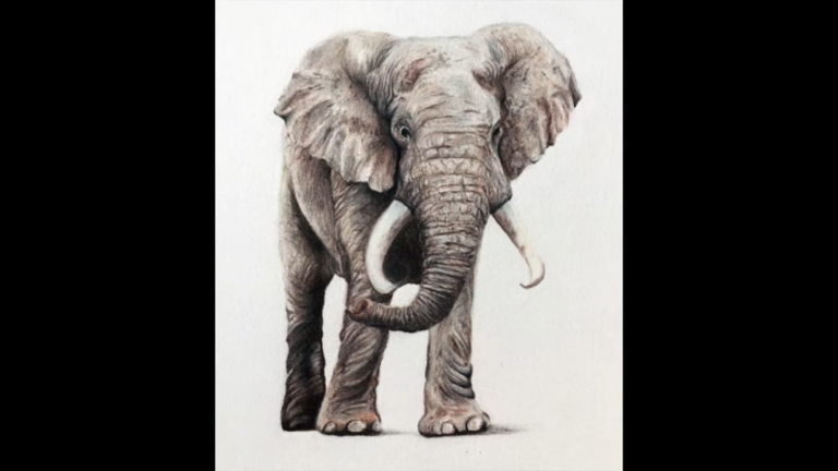 How to Draw a Realistic Elephant (Step-by-Step)