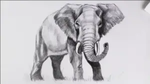 Learn to draw a realistic elephant with pencil