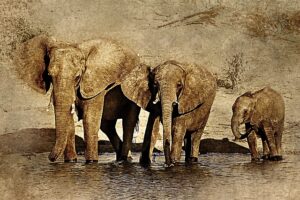 Abstract elephants in water drawing