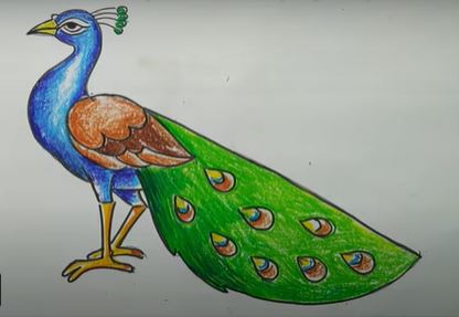 Peacock drawing with color from crayons