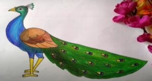 Easy peacock in color pencil