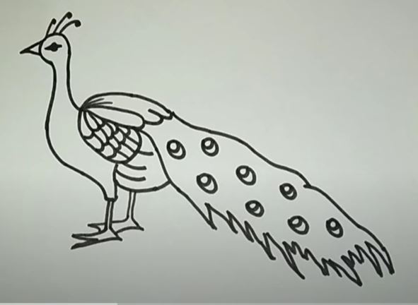 Drawing of Peacock Step by Step || How to draw a Peacock cute and easy-saigonsouth.com.vn