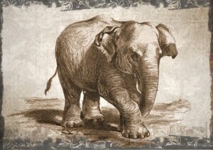 Detailed elephant drawing in brown