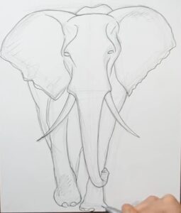 Elephant drawing from front