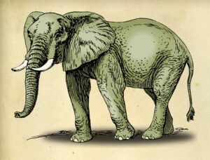 Pictures of Elephant Drawings
