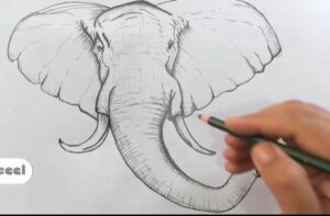 Elephant Head Drawing in Pencil