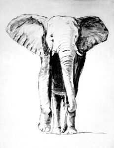 Realistic looking elephant drawing