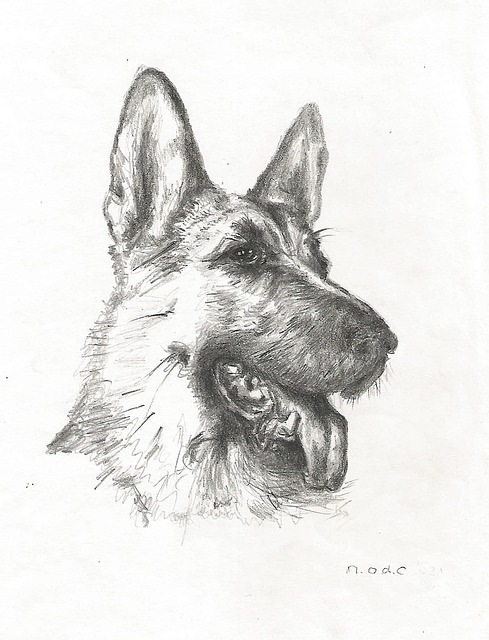 German Shepherd head pencil drawing