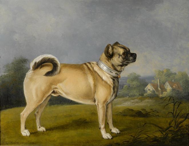 Henry Bernard Chalon pug dog