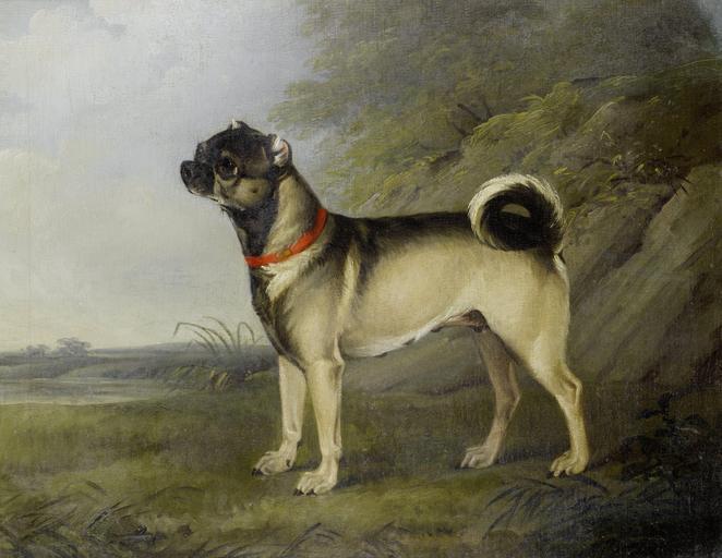 Henry Bernard Chalon - A favourite Pug