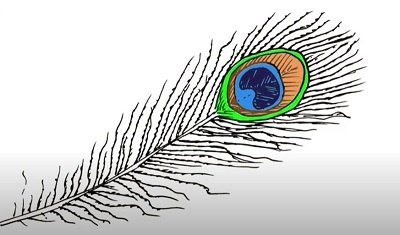 Draw a Peacock Feather Easy  Step by Step  YouTube