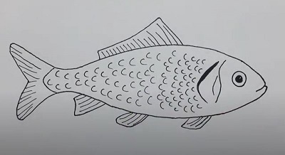 How To Draw A Fish Step By Step  YouTube