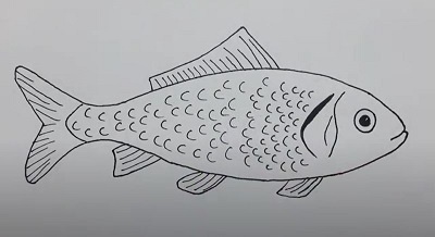 Drawing a Cartoon Fish with Easy Sketching Instructions  How to Draw Step  by Step Drawing Tutorials