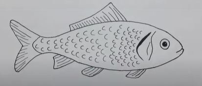Draw an Easy Fish Step by Step