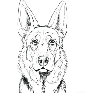 How to Draw a German Shepherd Face & Head