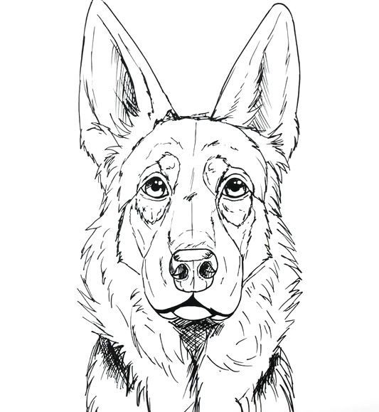 How to Draw a German Shepherd Face & Head [StepbyStep & Easy]