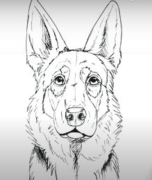 German Shepherd Face Drawing