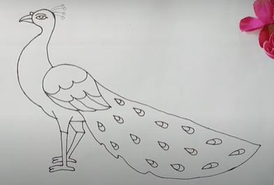 Easy drawing of a peacock