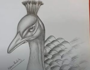 Drawing a Peacock Head