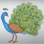 How to Draw a Peacock Step by Step with Pictures - Drawing a Peacock