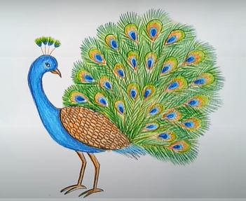 Colored pencil peacock drawing. | Peacock drawing, Peacock painting, Peacock  art