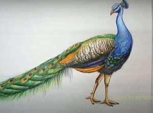 Realistic peacock drawing step by step using colored pencils and shading