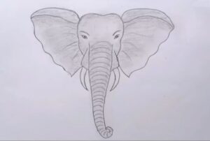 Elephant face drawing with shading