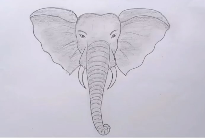 How to draw an elephant face