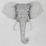How to Draw an Elephant Head Step-by-Step (Easy to Advanced)