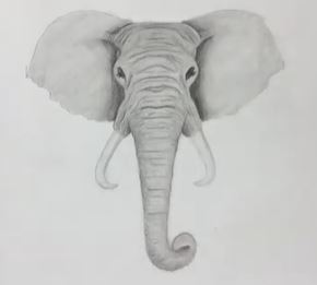 How to draw and elephant head step by step