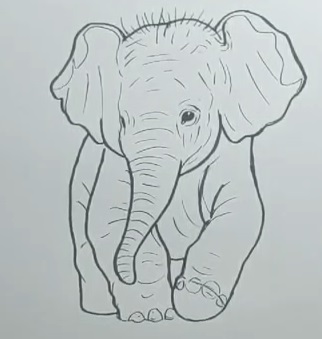 How to Draw a Easy Cute Elephant