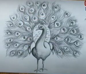 How to draw a peacock with open feathers sketch