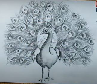 peacock drawing in pencil