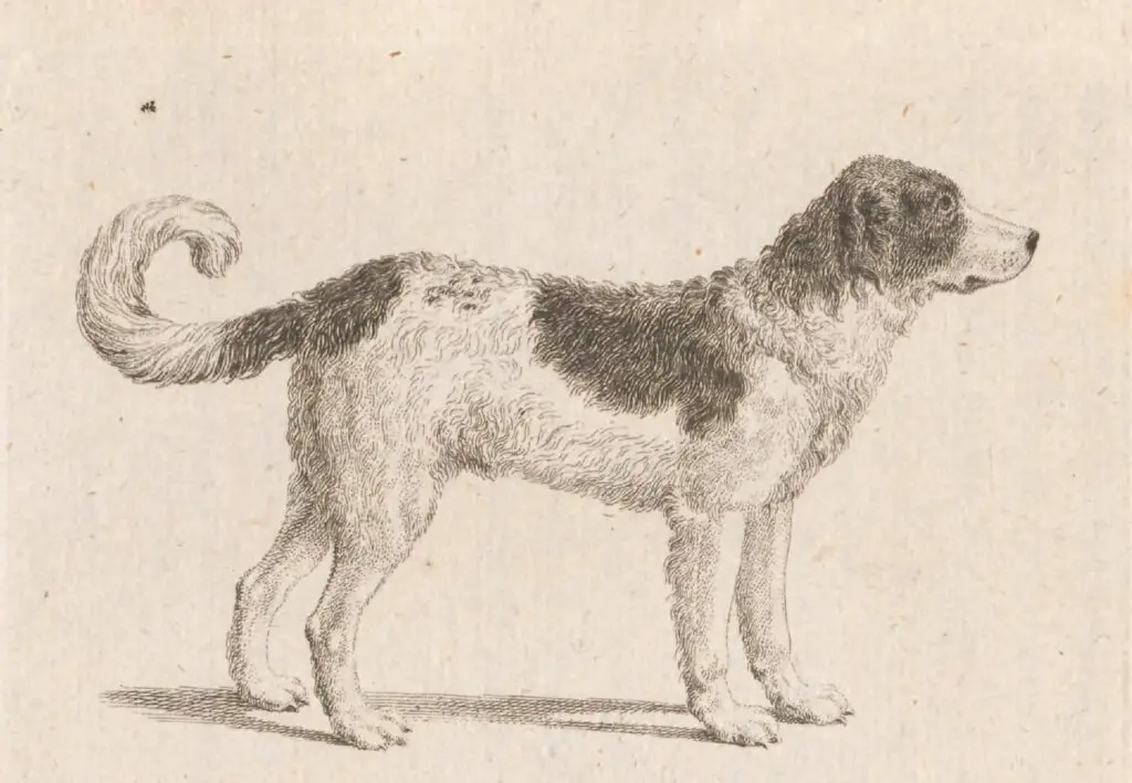 Newfoundland dog drawing