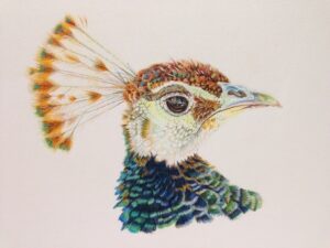 Peacock color drawing of the head