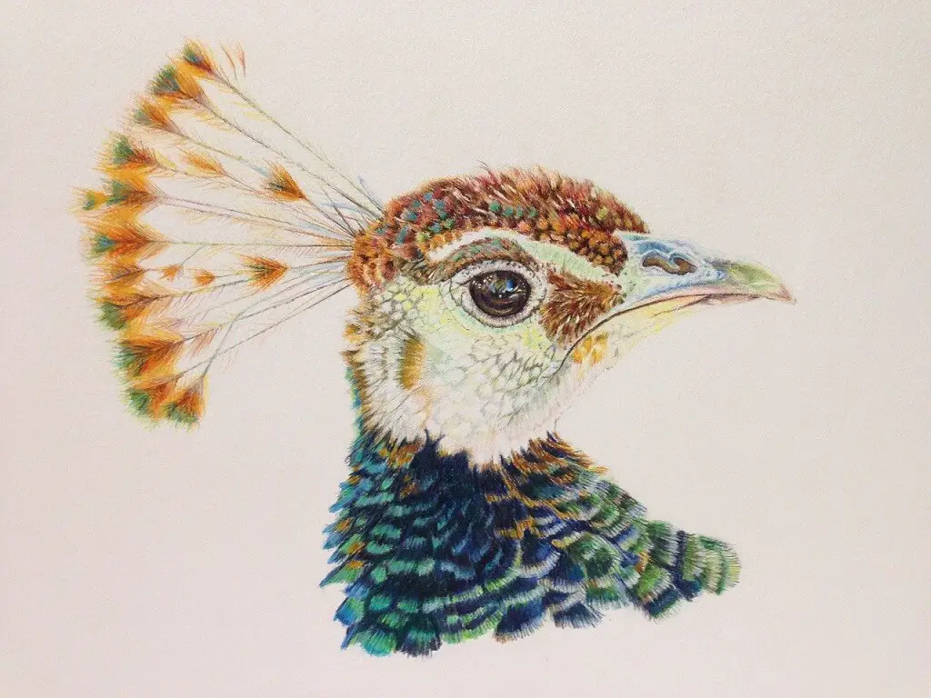 Peacock pencil drawing with color head