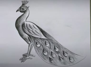 Peacock drawing in Pencil