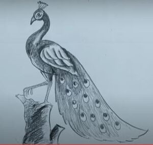 Peacock pencil drawing