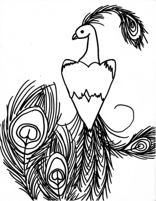 Basic Peacock pencil drawing sketch