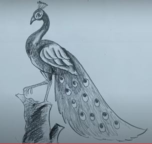 peacock drawing in pencil