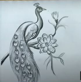 How To Draw A Beautiful Peacock Step By Step Easy In Pencils  YouTube